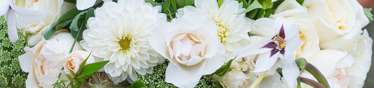 White, Ivory & Cream Flowers