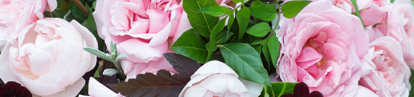 Pink Flowers