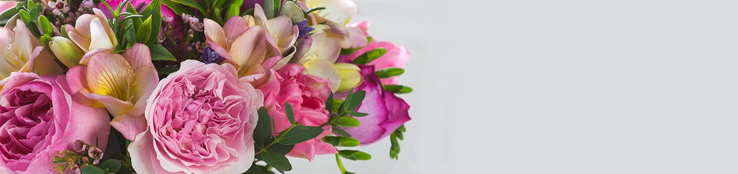 Freesia