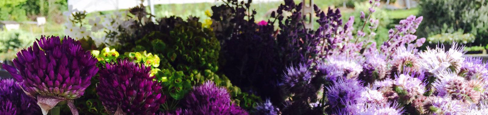 Seasonal Garden Flowers Seasonal Garden Flowers